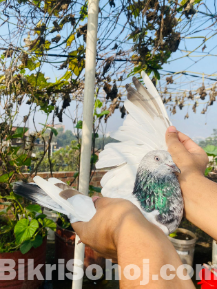 কবুতর